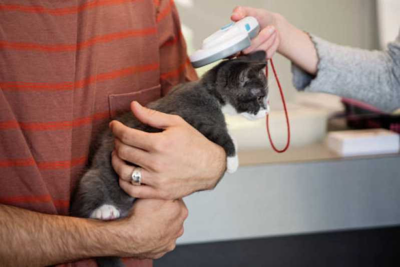 Microchip para Animais de Estimação Clínica Santa Quitéria - Microchip para Gatos