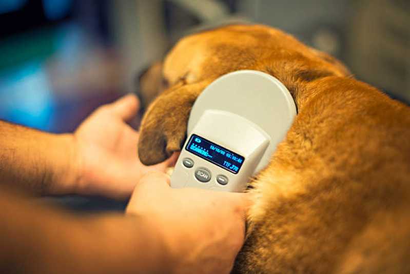 Microchip para Animal Clínica Bacacheri - Microchip em Cachorros