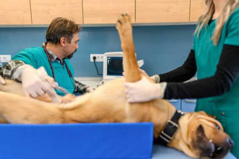 Onde Fazer Ultrassonografia Abdominal Veterinária Vila Hauer - Ultrassonografia para Pets