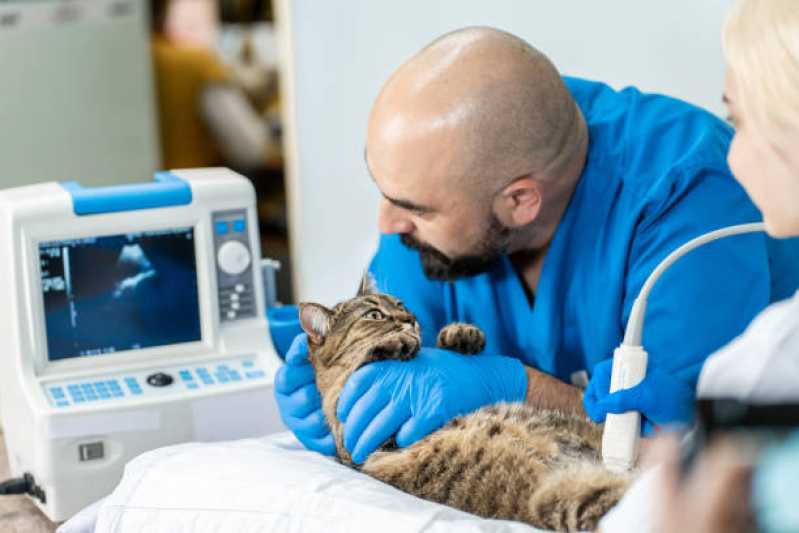 Onde Fazer Ultrassonografia Animal Alphaville Graciosa - Ultrassonografia em Gatos