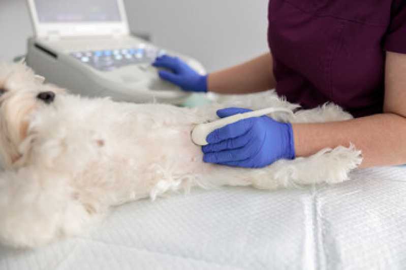 Onde Fazer Ultrassonografia Cães Centro de Campo Magro - Ultrassonografia para Pets