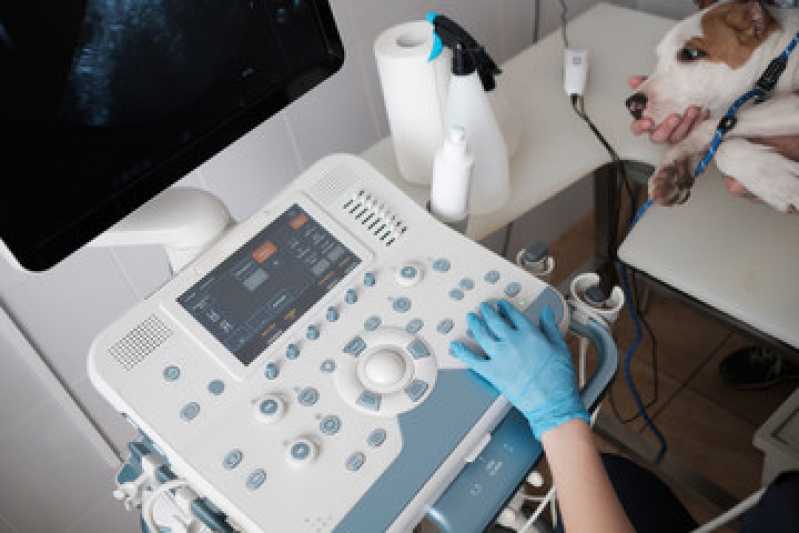 Onde Fazer Ultrassonografia em Animais Cascatinha - Ultrassonografia Abdominal Veterinária