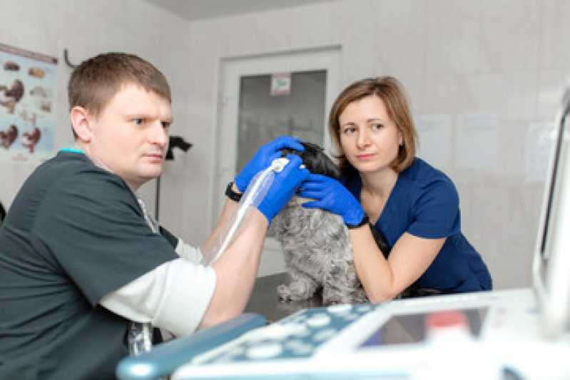 Onde Fazer Ultrassonografia em Cães Bom Retiro - Ultrassonografia para Animais