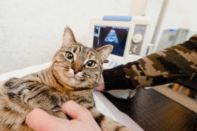 Onde Fazer Ultrassonografia em Gatos Tatuquara - Ultrassonografia Abdominal Veterinária
