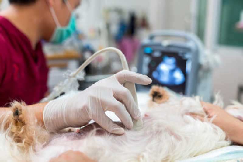 Onde Fazer Ultrassonografia para Animais São João - Ultrassonografia Abdominal Veterinária