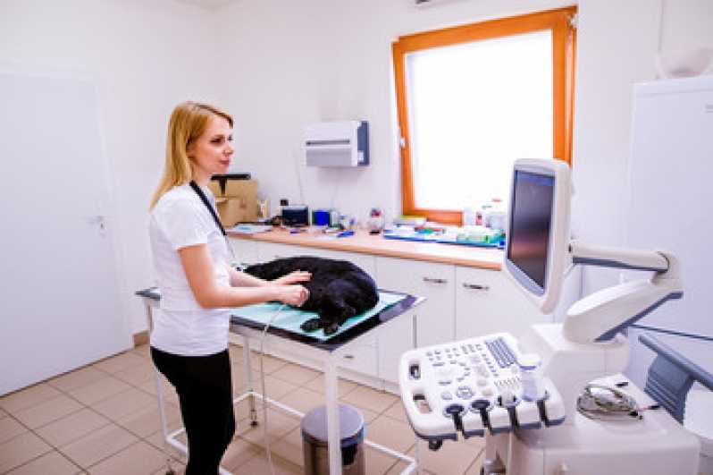 Onde Fazer Ultrassonografia para Pets Estância Pinhais - Ultrassonografia em Gatos