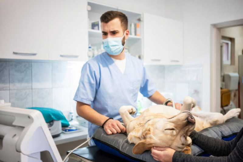 Onde Fazer Ultrassonografia Veterinária Batel - Ultrassonografia para Pets