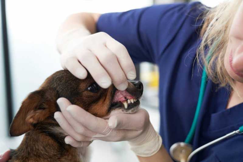 Onde Marcar Endoscopia Canina São José dos Pinhais - Endoscopia com Consulta