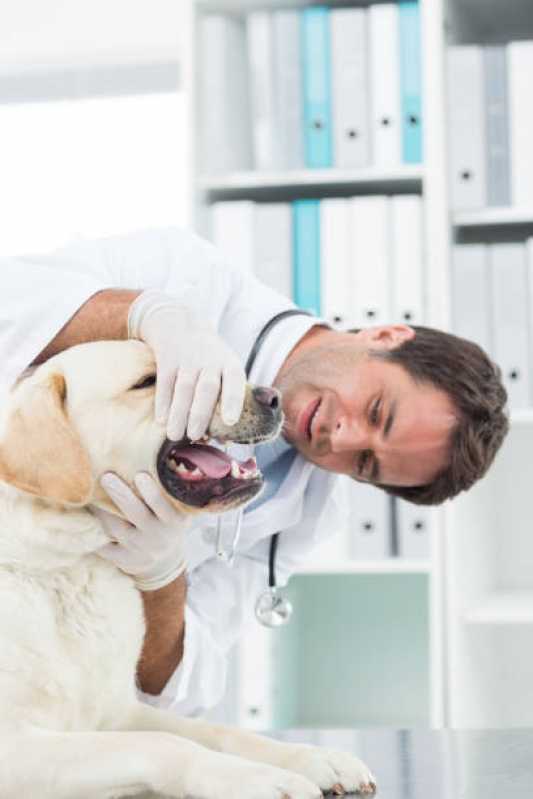 Onde Marcar Endoscopia para Cachorros Barreirinha - Endoscopia para Animais Curitiba