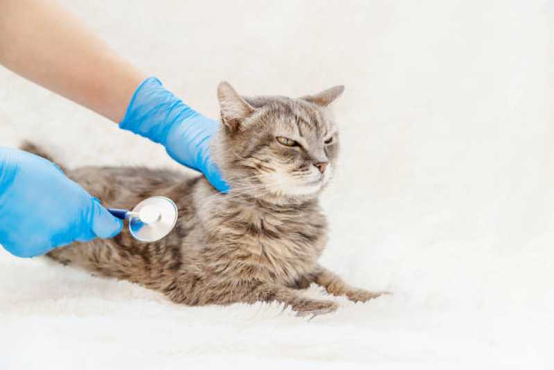 Onde Marcar Endoscopia para Felinos Contenda - Endoscopia para Gatos