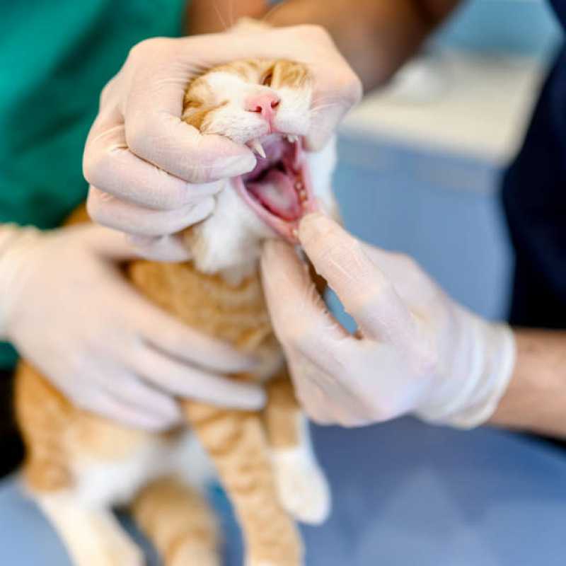 Onde Marcar Endoscopia para Gatos Quitandinha - Endoscopia para Pet