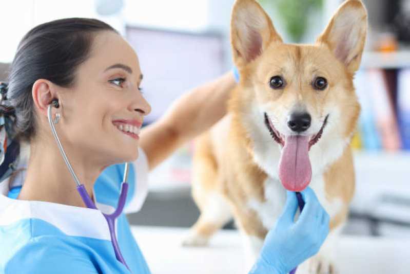 Onde Marcar Endoscopia Pet Centro de São José dos Pinhais - Endoscopia para Animais de Estimação