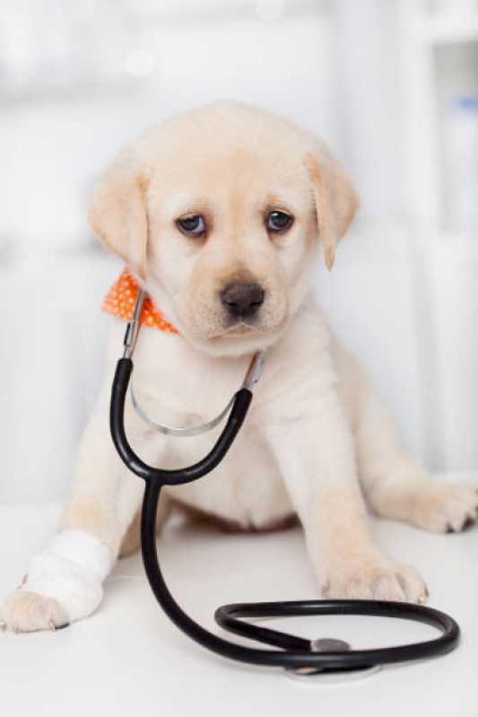 Onde Marcar Histopatologia Canina Pinhais - Histopatologia para Animais de Estimação
