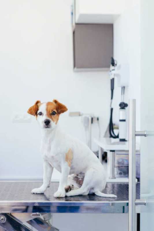 Onde Marcar Histopatologia para Animais de Estimação Batel - Histopatologia para Cachorro