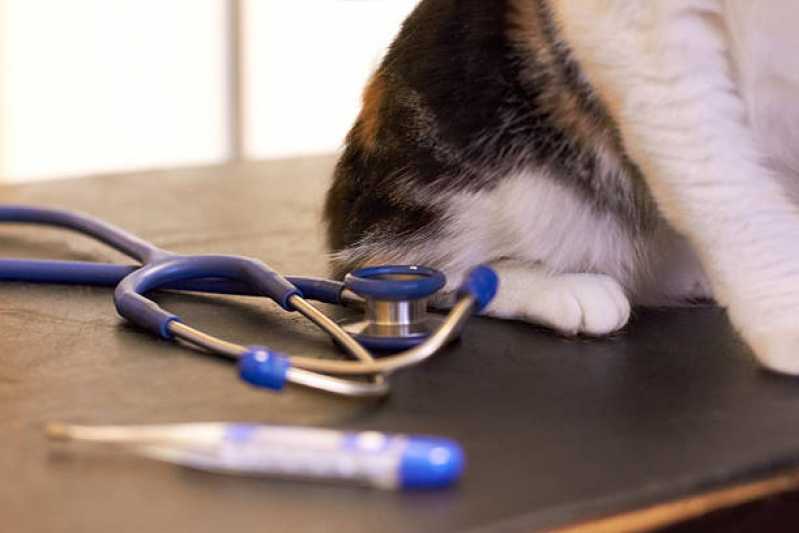 Onde Marcar Histopatologia para Cachorro Sítio Cercado - Histopatologia para Cães e Gatos