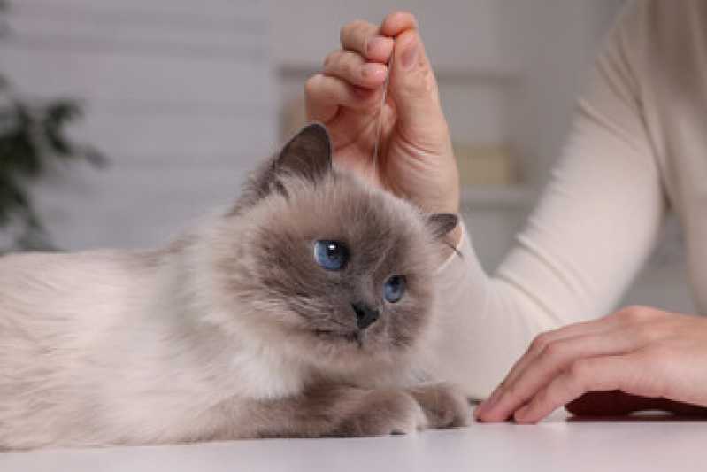 Onde Tem Acupuntura para Gatos Novo Mundo - Acupuntura em Pets