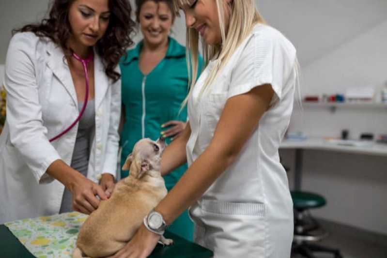 Onde Tem Diagnóstico Laboratorial para Animais Sítio Cercado - Diagnóstico Laboratorial para Cães