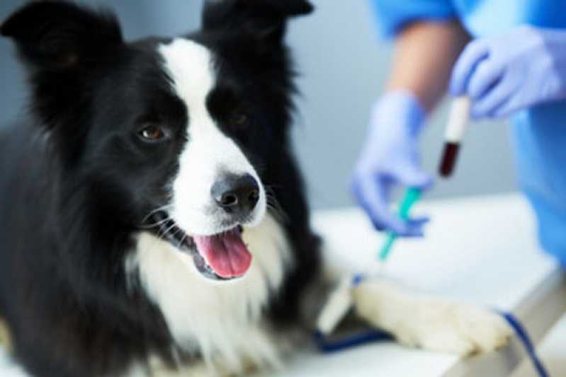 Onde Tem Diagnóstico Laboratorial para Cachorro Campina do Siqueira - Diagnóstico Laboratorial Veterinário