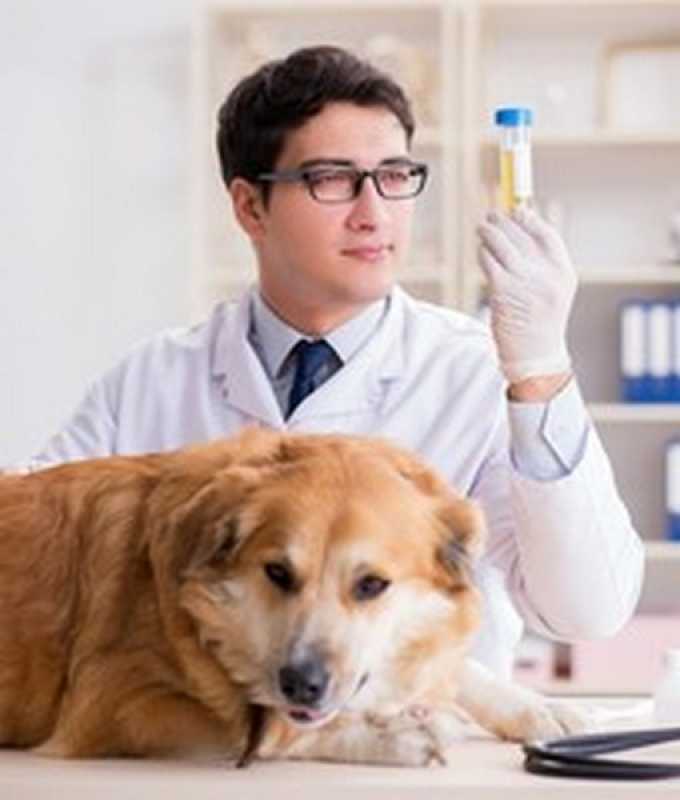 Onde Tem Diagnóstico Laboratorial para Cachorros Campina Grande do Sul - Diagnóstico Laboratorial Veterinário