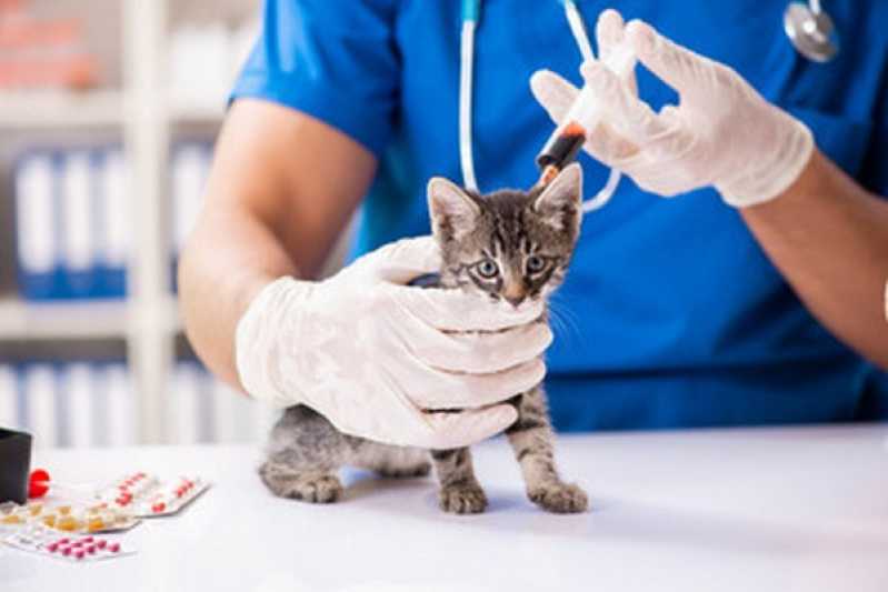 Onde Tem Diagnóstico Laboratorial para Gato Ecoville - Diagnóstico Laboratorial para Animais Domésticos