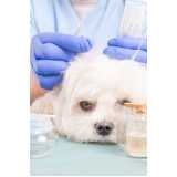 acupuntura em cães perto Bom Retiro