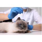 acupuntura em gatos Contenda