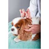 acupuntura para animal perto Bom Retiro