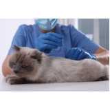 acupuntura para gatos perto Abranches