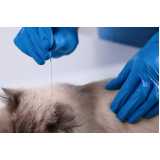 acupuntura para gatos Alto da XV