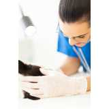 citopatologia para animais de estimação Rebouças