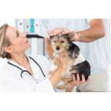 citopatologia para cachorros Jardim Social