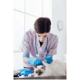 citopatologia para gatos Sítio Cercado