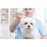 clinica especializada em acupuntura em cães Afonso Pena