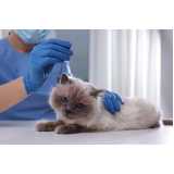 clinica especializada em acupuntura em gatos Matinhos
