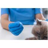 clinica especializada em acupuntura para gatos Juvevê