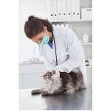 clinica especializada em citopatologia para felinos Alto Boqueirão