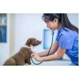 clinica especializada em ecocardiodoppler para animais de estimação Alto Boqueirão