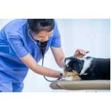 clinica especializada em ecocardiodoppler para cães São Braz