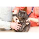 clinica especializada em ecocardiodoppler para gatos Lapa