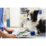 clinica especializada em medida de pressão arterial de animais de estimação Jardim América