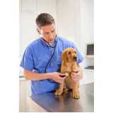 clinica especializada em medida de pressão arterial de cachorro Bairro Alto