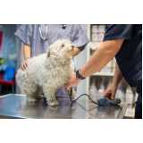 clinica especializada em medida de pressão arterial de cães Guaíra