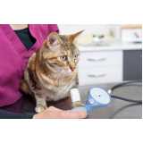 clinica especializada em medida de pressão arterial de gatos Ahú