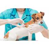 clinica especializada em microchip para cães Pilarzinho