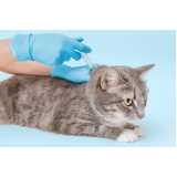 clinica especializada em microchip para gatos Juvevê
