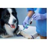 diagnóstico laboratorial para cachorro marcar Rebouças