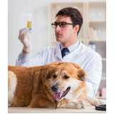 diagnóstico laboratorial para cachorros Vila Hauer