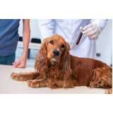 diagnóstico laboratorial para cães marcar Fanny