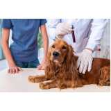 diagnóstico laboratorial para cães Centro