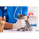 diagnóstico laboratorial para gato Hauer